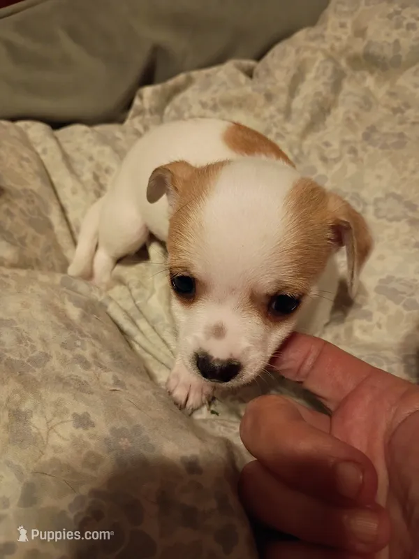 Boy 1 – Chihuahua puppy for sale in Latonia, KY
