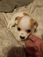 Boy 1, a male Chihuahua for sale in Latonia, KY – 2 of 2