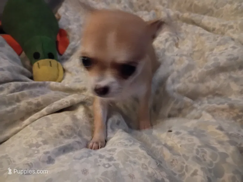 Girl number 3  – Chihuahua puppy for sale in Latonia, KY