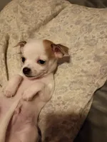 Boy 2, a male Chihuahua for sale in Latonia, KY – 1 of 2