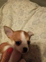 Girl chihuahua, a female Chihuahua for sale in Latonia, KY – 2 of 3