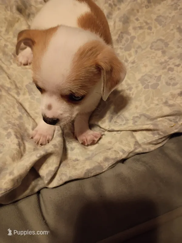 Boy 1 – Chihuahua puppy for sale in Latonia, KY