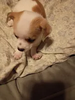 Boy 1, a male Chihuahua for sale in Latonia, KY – 1 of 2