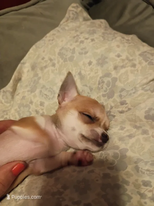 Girl number 2 – Chihuahua puppy for sale in Latonia, KY