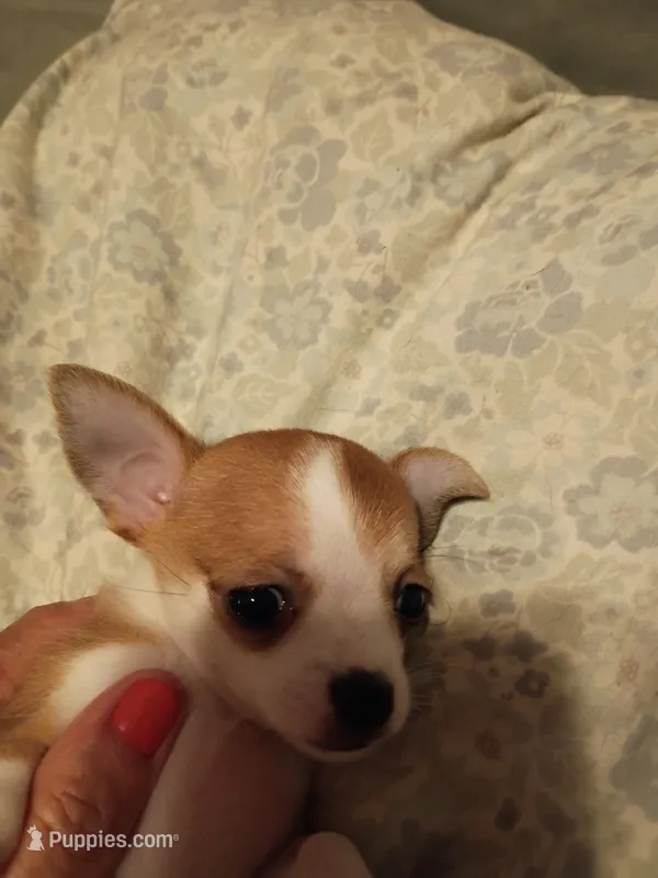 Girl number 2 – Chihuahua puppy for sale in Latonia, KY