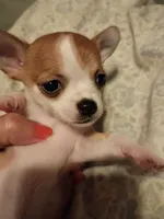 Girl chihuahua, a female Chihuahua for sale in Latonia, KY – 1 of 3