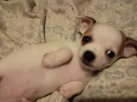 Boy 2, a male Chihuahua for sale in Latonia, KY – 2 of 2