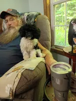 Moo, a female Poodle - Toy  for sale in Old Fort, NC – 2 of 3