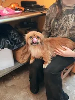 Sissie, a female Pekingese for sale in Old Fort, NC – Photo 1 of 2