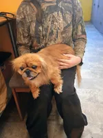 Sissie, a female Pekingese for sale in Old Fort, NC – Photo 2 of 2