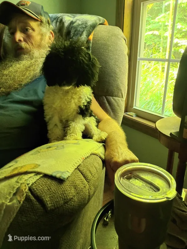 Moo – Poodle - Toy  puppy for sale in Old Fort, NC