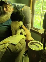 Moo, a female Poodle - Toy  for sale in Old Fort, NC – 1 of 3