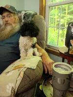 Moo, a female Poodle - Toy  for sale in Old Fort, NC – 3 of 3