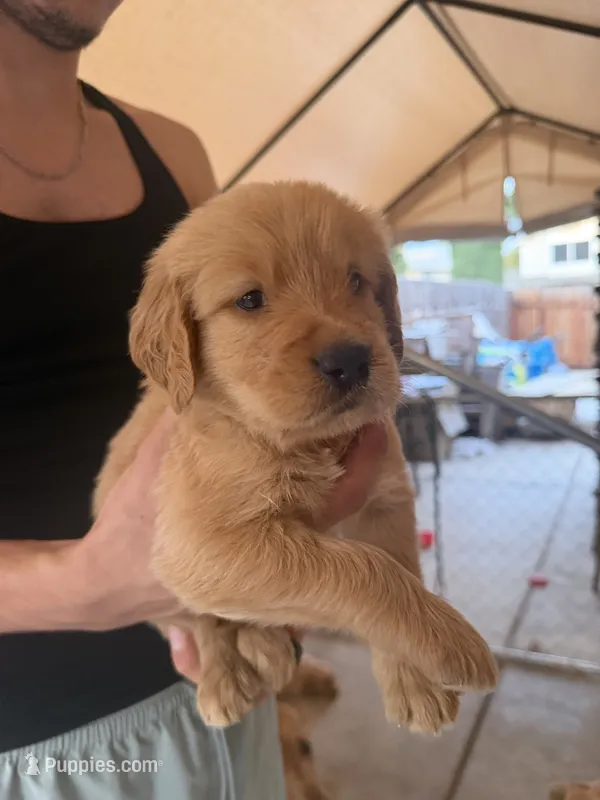 Blue – Golden Retriever puppy for sale in Antelope, CA