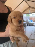 Blue, a male Golden Retriever for sale in Antelope, CA – 1 of 4