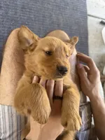 Purple , a female Golden Retriever for sale in Antelope, CA – 1 of 4