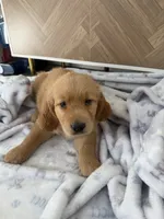 Missy, a female Golden Retriever for sale in Antelope, CA – 4 of 9