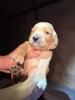 Beige, a female Golden Retriever for sale in Antelope, CA – 4 of 6