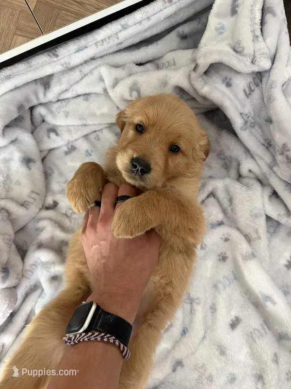 Missy – Golden Retriever puppy for sale in Antelope, CA