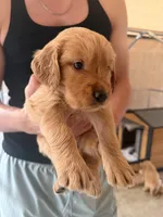 Orange , a female Golden Retriever for sale in Antelope, CA – 5 of 5