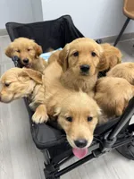 Beige, a female Golden Retriever for sale in Antelope, CA – 3 of 6