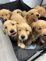 Purple , a female Golden Retriever for sale in Antelope, CA – 4 of 4