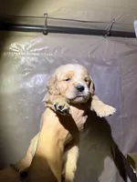 Beige, a female Golden Retriever for sale in Antelope, CA – 2 of 6