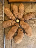 Orange , a female Golden Retriever for sale in Antelope, CA – 4 of 5