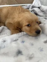 Missy, a female Golden Retriever for sale in Antelope, CA – 6 of 9