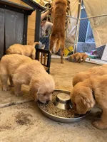 Beige, a female Golden Retriever for sale in Antelope, CA – 6 of 6
