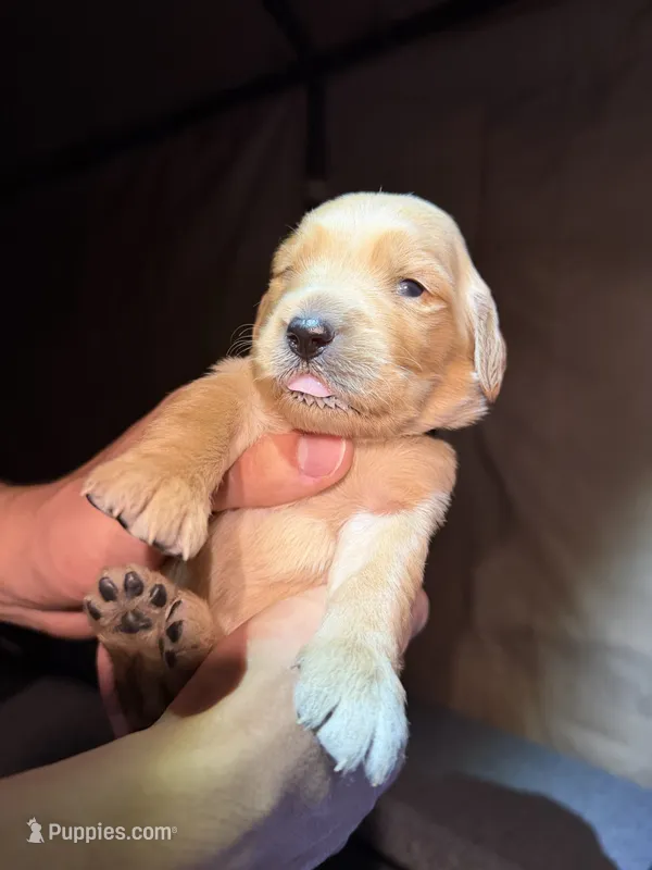 Green – Golden Retriever puppy for sale in Antelope, CA