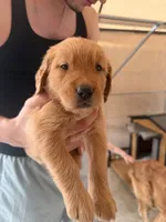 Green, a male Golden Retriever for sale in Antelope, CA – 2 of 4