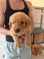 Blue, a male Golden Retriever for sale in Antelope, CA – 4 of 4