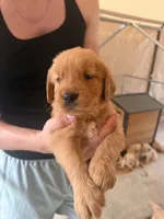 Purple , a female Golden Retriever for sale in Antelope, CA – 3 of 4