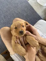 Purple , a female Golden Retriever for sale in Antelope, CA – 2 of 4