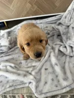 Missy, a female Golden Retriever for sale in Antelope, CA – 8 of 9
