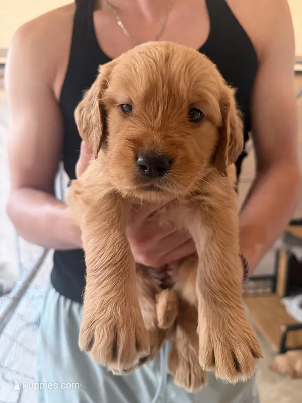 Orange  – Golden Retriever puppy for sale in Antelope, CA