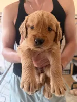 Orange , a female Golden Retriever for sale in Antelope, CA – 1 of 5