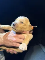 Orange , a female Golden Retriever for sale in Antelope, CA – 2 of 5