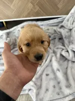 Missy, a female Golden Retriever for sale in Antelope, CA – 3 of 9