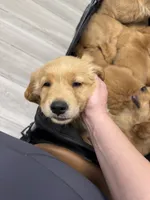 Beige, a female Golden Retriever for sale in Antelope, CA – 5 of 6