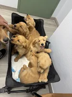 Blue, a male Golden Retriever for sale in Antelope, CA – 3 of 4