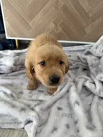Missy, a female Golden Retriever for sale in Antelope, CA – 7 of 9