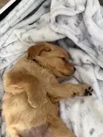 Missy, a female Golden Retriever for sale in Antelope, CA – 9 of 9