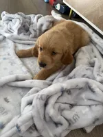 Missy, a female Golden Retriever for sale in Antelope, CA – 5 of 9