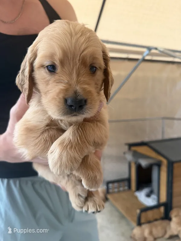 Beige – Golden Retriever puppy for sale in Antelope, CA