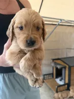 Beige, a female Golden Retriever for sale in Antelope, CA – 1 of 6