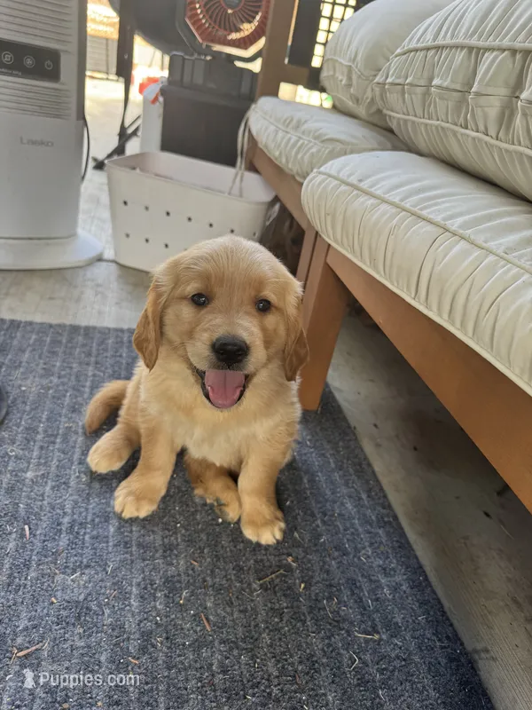 Cinnamon  – Golden Retriever puppy for sale in Antelope, CA
