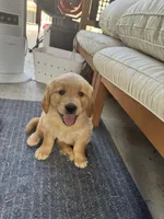 Cinnamon , a female Golden Retriever for sale in Antelope, CA – 1 of 3