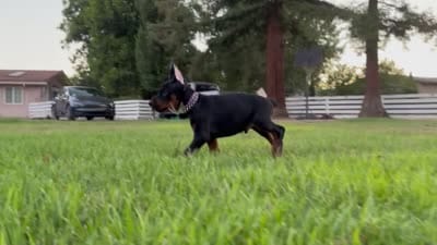 Facility video